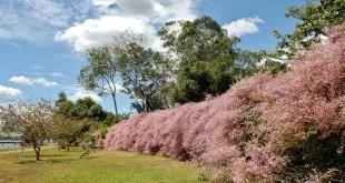 Congea Tomentosa