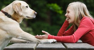 Conversando com o Cachorro