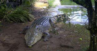 Crocodilo Erpetosuchus