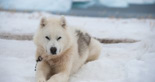 Cão da Groenlândia