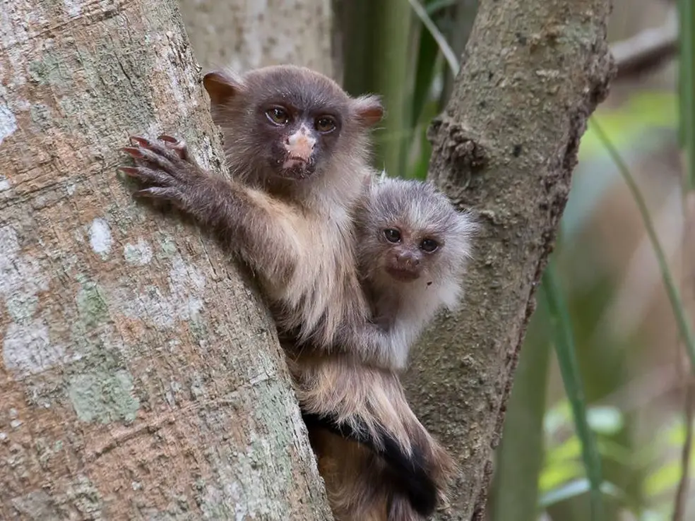 O macaco estrela sagui de topete preto ou simplesmente sagui é uma espécie  de macaco