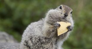 Esquilo Comendo Queijo