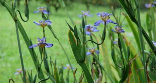 Falsa Íris no Jardim