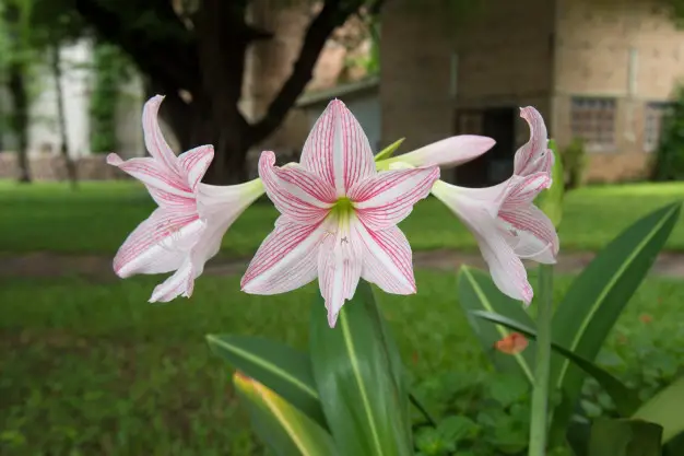 Flor Amarílis Rosa: Como Cuidar, Como Florescer e Fotos | Mundo Ecologia