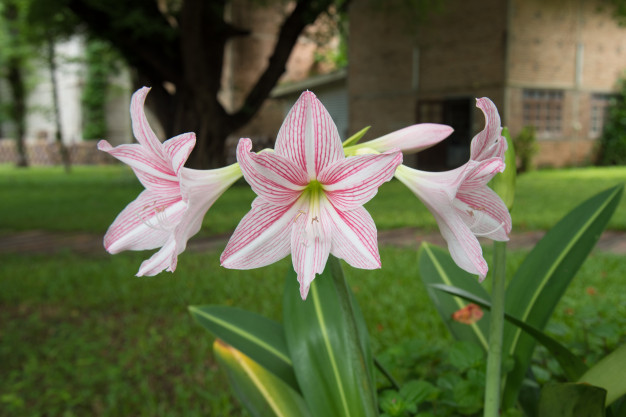 Flor Amarílis Rosa: Como Cuidar, Como Florescer e Fotos