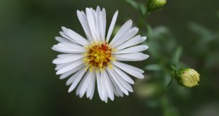 Flor Áster Branca