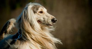 Galgo Afegão Bem Cuidado