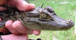 Jacaré Crocodilo E Alligator