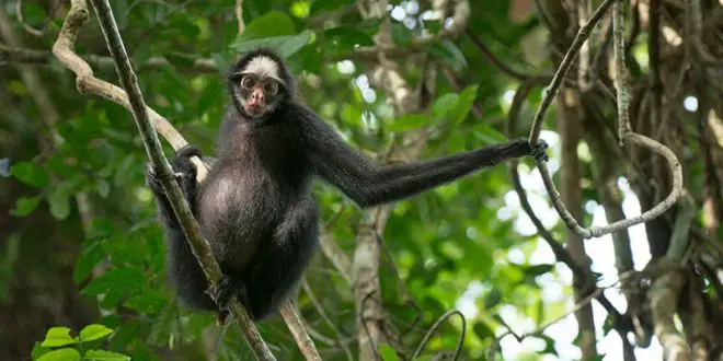 MACACO-ARANHA DE CARA VERMELHA (RED FACED BLACK SPIDER MONKEY-ING