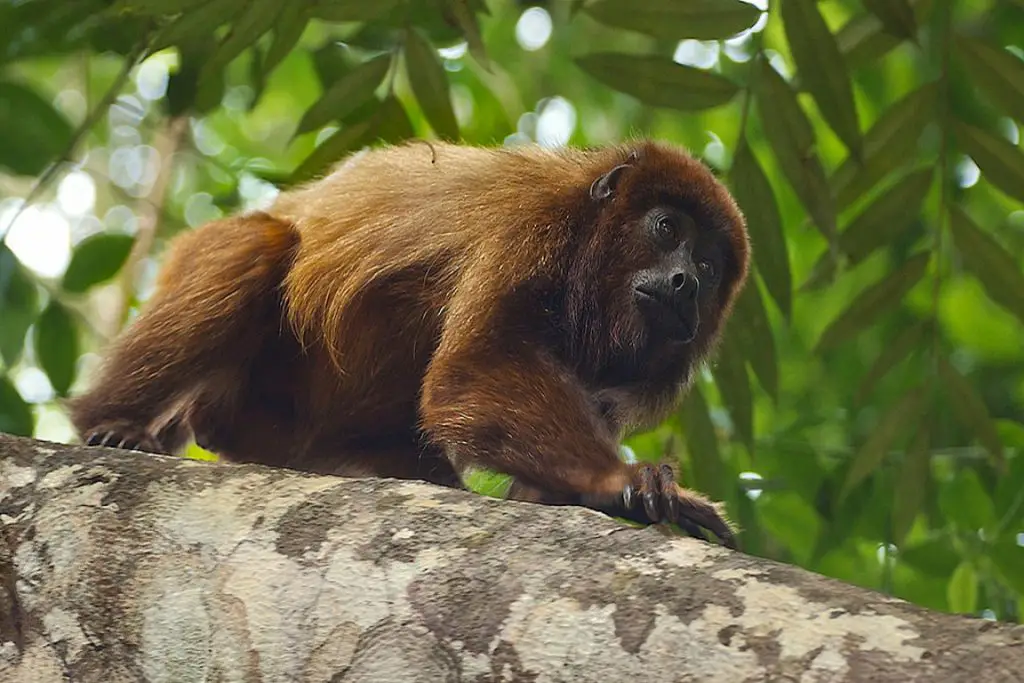 Macacos Espécies Representativas com Nome e Fotos Mundo Ecologia