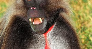 Macaco-De-Coração-Em-Sangue Fotografado de Frente