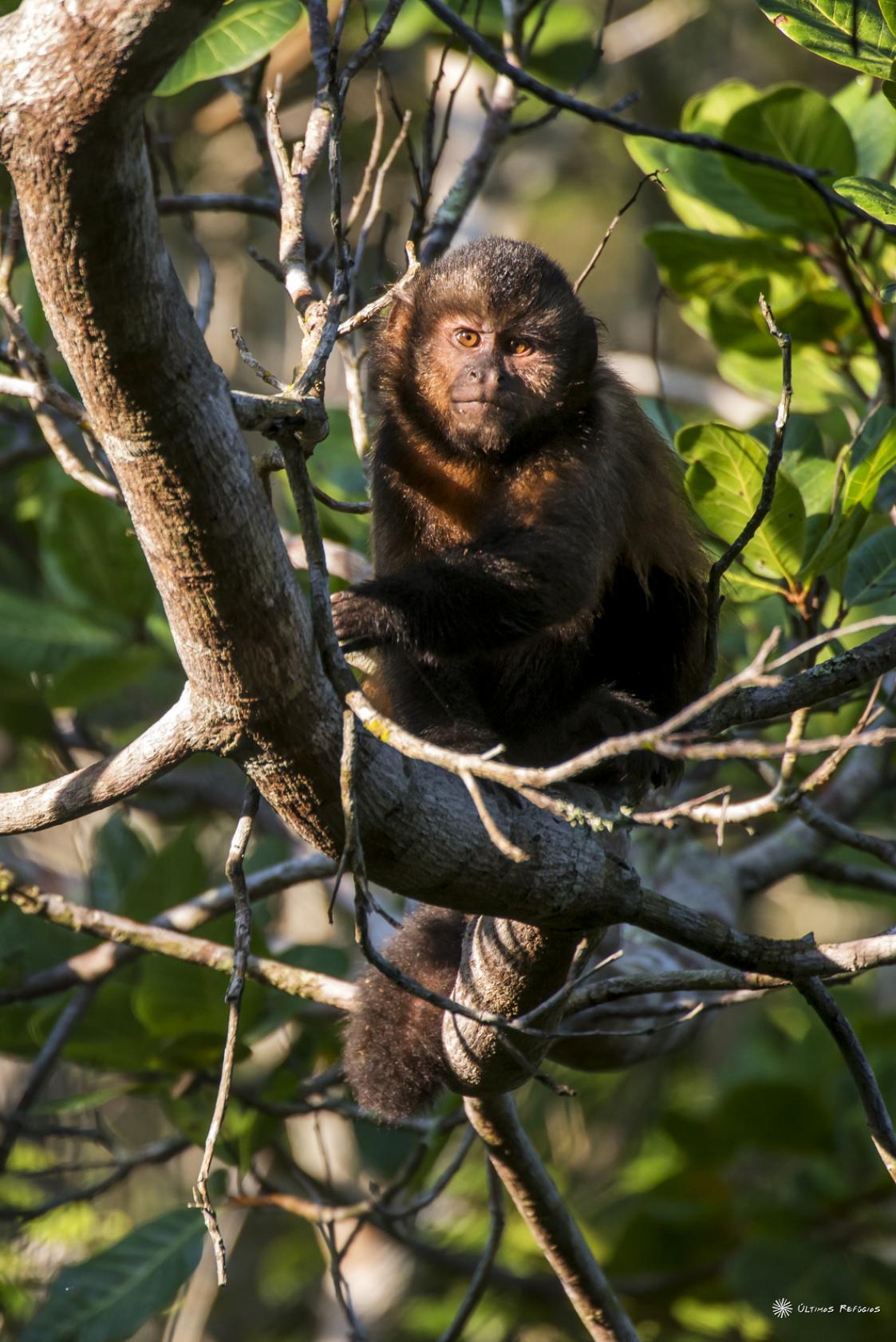 Macaco-prego-de-crista: vítima da Mata Atlântica - ((o))eco