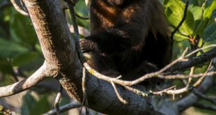 Macaco Prego De Crista na Árvore