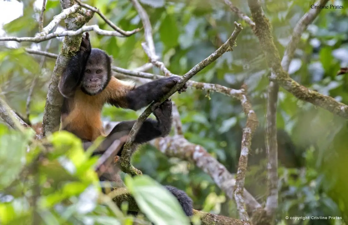 Macaco-prego-do-peito-amarelo, raridade da Caatinga - ((o))eco