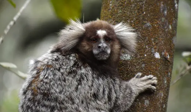 Macaco Sagui: Conhecendo a vida desse pequeno primata exótico - KitabPet