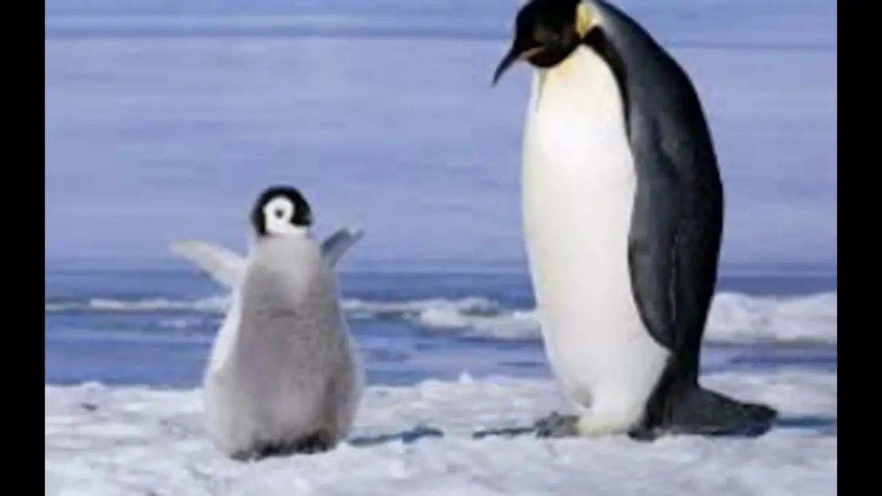 Tem Pinguim No Polo Norte