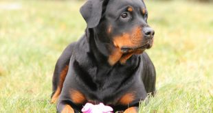 Rottweilers Deitado na Grama