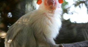 Sagui-Branco Em Cima da Árvore