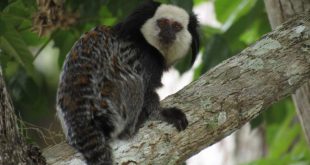 Sagui-de-Cara-Branca em Cima da Árvore