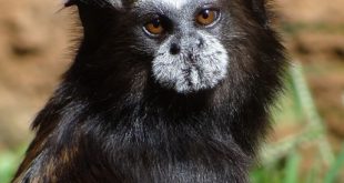 Sagui-de-Cara-Suja