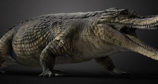 Sarcosuchus