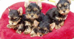 Silky Terrier - Filhotes