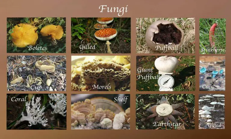 Qual é A Importância Dos Fungos Decompositores Mundo Ecologia 1848
