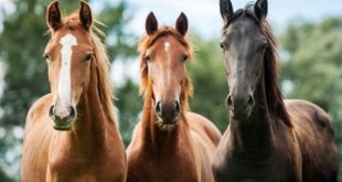 Três Cavalos Puro Sangue Inglês