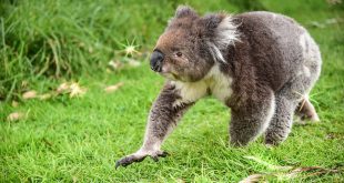 Urso Coala na Grama