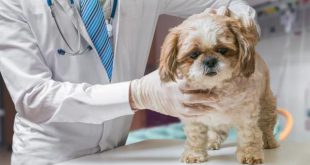 Veterinário Analisando a Traqueia do Cachorro