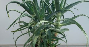 Aloe Arborescens