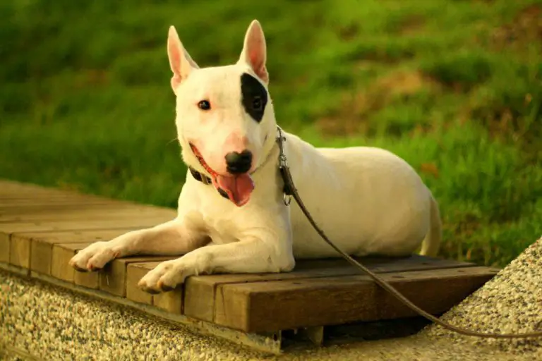 Bull Terrier Pirata Características Cores Cuidados e Fotos Mundo Ecologia