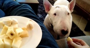 Bull Terrier se Alimentando