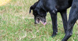 Cachorro Vomitando