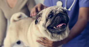 Cachorro da Raça Pug se Preparando Para a Castração