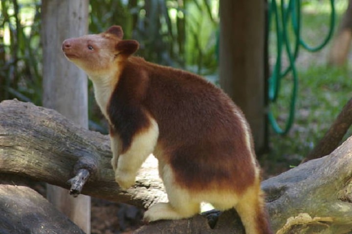 Os animais mais estranhos da Austrália 