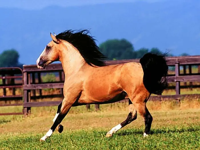 Cavalo Baio