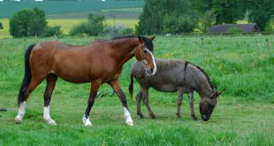 Cavalo Com a Jumenta