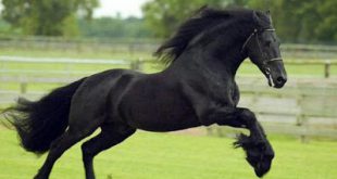 Cavalo Frísio Correndo