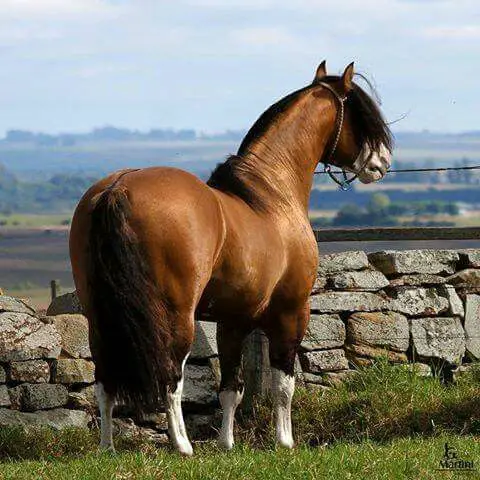 Cavalo Gateado