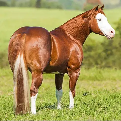 Cavalo Malacara
