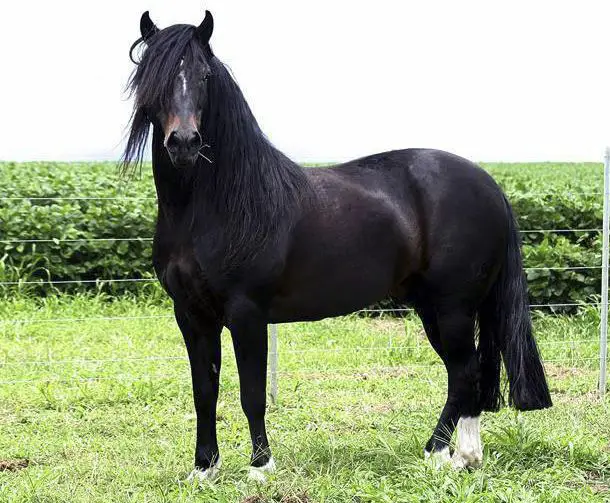 Cavalo Zaino Negro