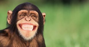 Chimpanzé Fotografado Sorrindo