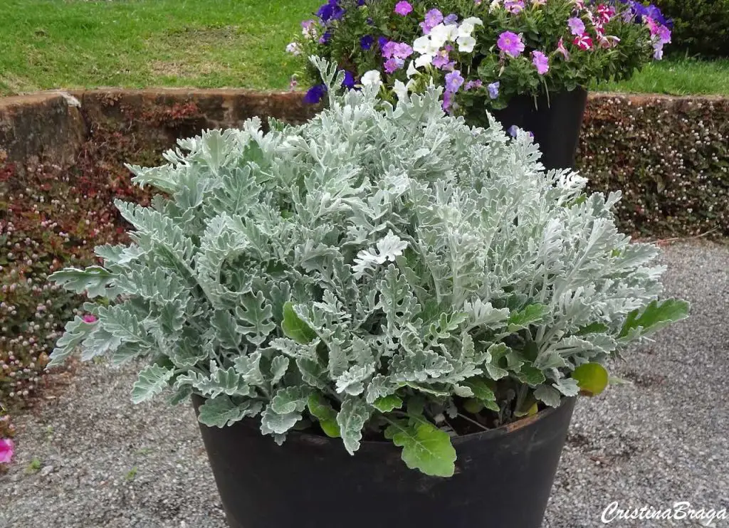 Седой цветок название. Цинерария Приморская (Senecio cineraria). Цинерария Приморская cineraria maritima. Цинерария(крестовник) серебряная. Цинерария Приморская серебряная.