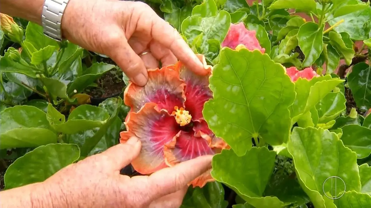 Como Fazer Mudas De Hibisco Por Estaquia Mundo Ecologia