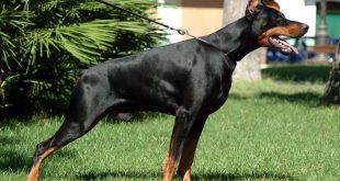 Doberman Americano em Posição de Alerta