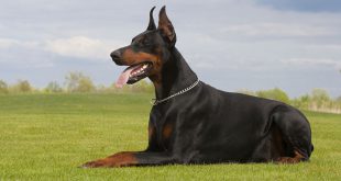 Doberman Azul e Enferrujado