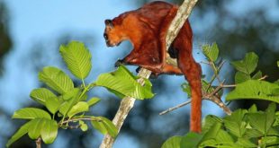 Esquilo-Voador-Gigante-Vermelho na Árvore