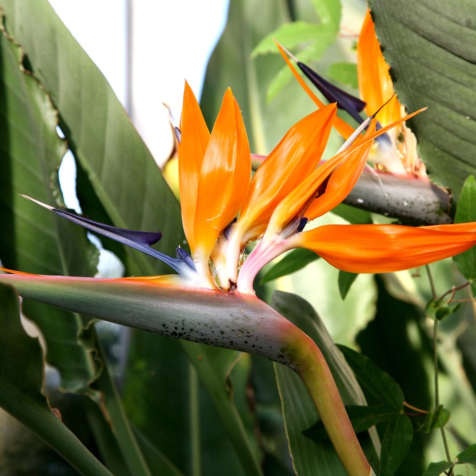 Flor Ave do Paraíso: Como Plantar, Cultivar, Fazer Mudas e Cuidados | Mundo  Ecologia