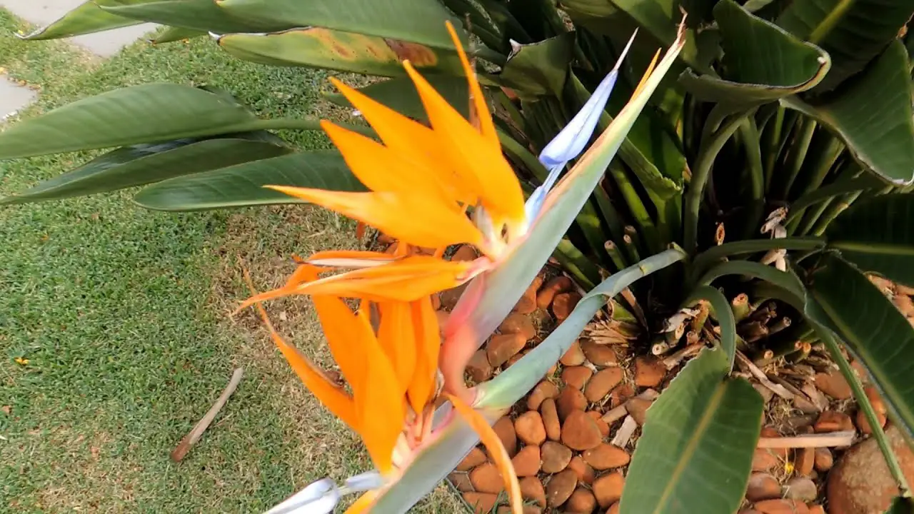 Flor Ave do Paraíso: Como Plantar, Cultivar, Fazer Mudas e Cuidados | Mundo  Ecologia